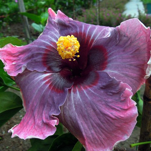  Stormy Rainbow   Hibiscus 