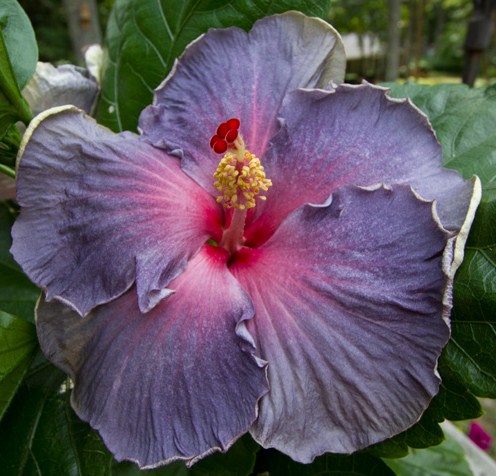  My Blue Heaven Hibiscus 