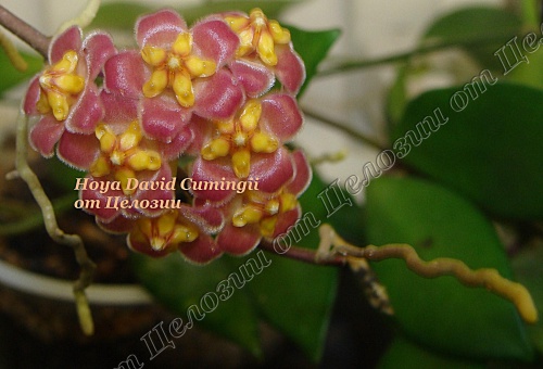  Hoya David Cumingii 