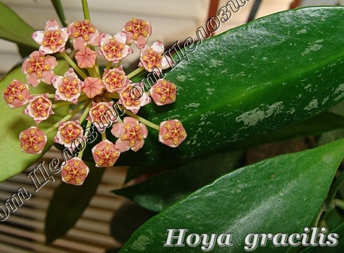  Hoya Gracilis 