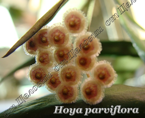 Hoya parviflora 