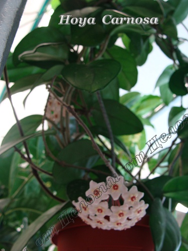  Hoya Carnosa 