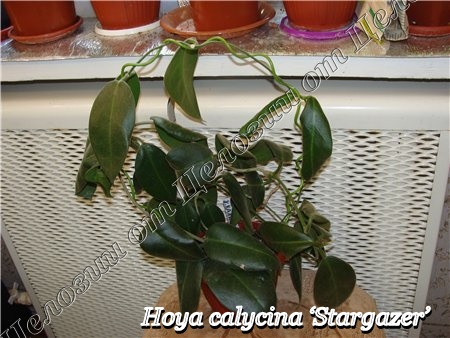  Hoya calycina Stargazer 