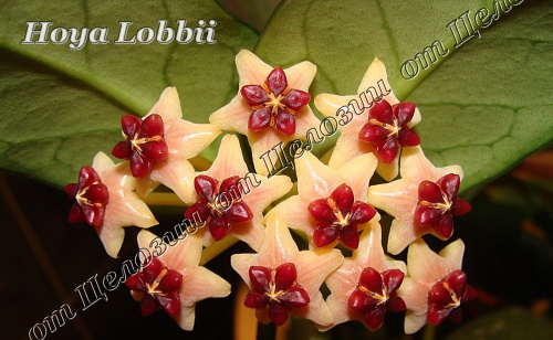  Hoya lobbii cream 