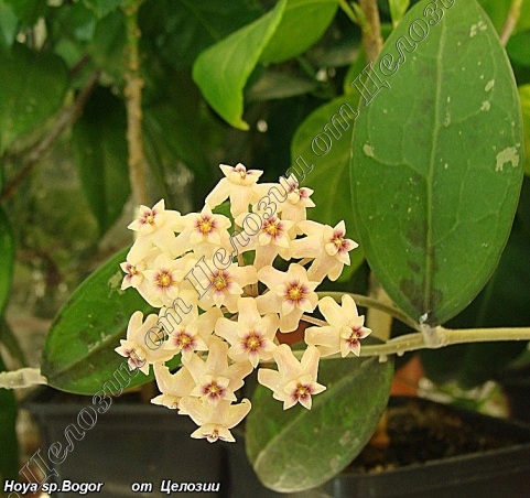  Hoya sp.Bogor 