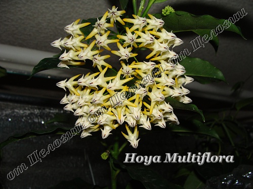  Hoya Multiflora 