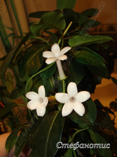  Stephanotis floribunda 