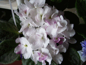 Фиалка Mac’s Southern Springtime