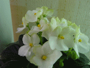 Фиалка Spring Promise