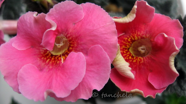  'Arletta Pink' 