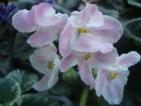  Senk`s Whisper of Pink (\) 