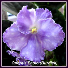  Operas Paolo (Burdick) 