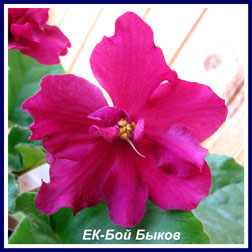 Фиалка ЕК-Бой Быков