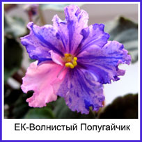 Фиалка ЕК-Волнистый Попугайчик
