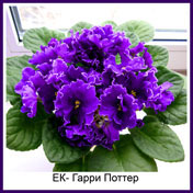 Фиалка ЕК –Гарри Поттер