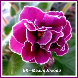 Фиалка ЕК –Магия Любви