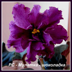 Фиалка ЕК – Мулатка – шоколадка
