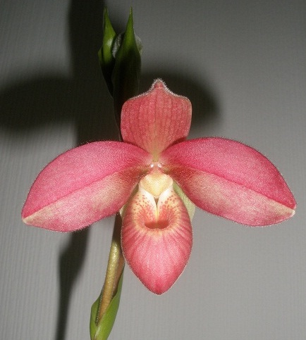  Phragmipedium Adean Fire 