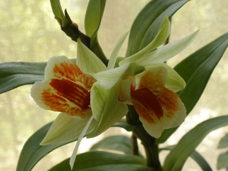  Dendrobium Dawn Maree 