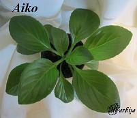 Хирита Aiko