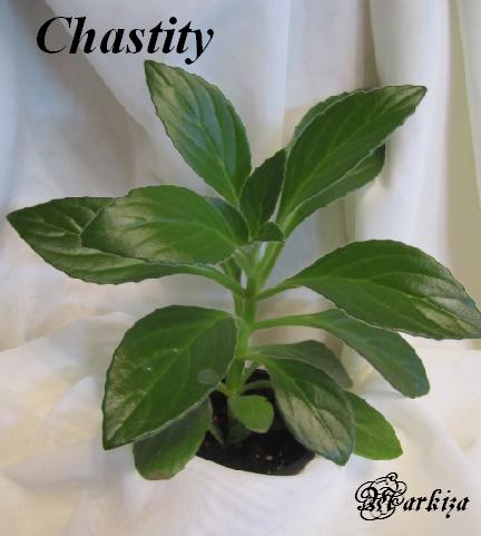  Chstity 