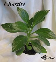 Хирита Chаstity