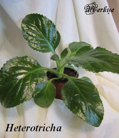  Heterotricha 