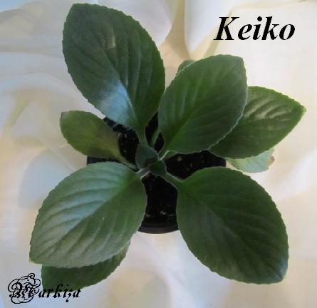  Keiko 