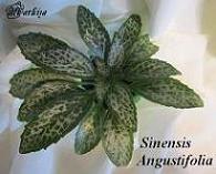 Хирита Sinensis Angustifolia