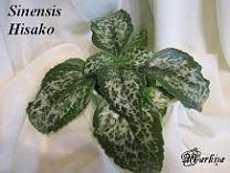 Хирита Sinensis Hisako