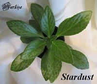 Хирита Stardust
