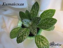 Хирита Китайская