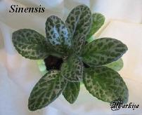 Хирита Sinensis