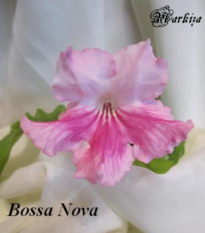  Bossa Nova 