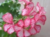Пеларгония Carnuval