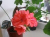 Пеларгония Okka