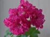 Пеларгония Cerise Carnation