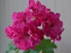  Cerise Carnation