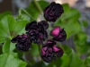 Пеларгония Plum Desert