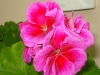 Пеларгония Raspberry Eyеs условно