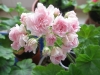 Пеларгония Millfield Rose