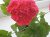 Пеларгония Bold Carmine