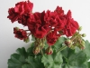Пеларгония Garnet Rosebud