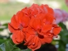 Пеларгония Meadowside Orange