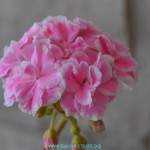 Пеларгония Frou Frou