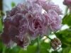 Пеларгония Rococo