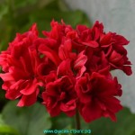 Пеларгония Rose Dоwn