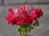Пеларгония Baby Brocade