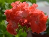 Пеларгония Coral Glow