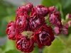 Пеларгония Cook`s Scarlet and White